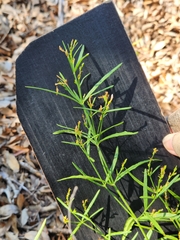 Carlowrightia linearifolia