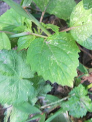 Physalis cordata