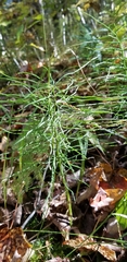 Equisetum sylvaticum