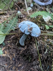 Hypomyces chrysospermus