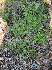 Carlowrightia linearifolia