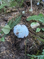 Hypomyces chrysospermus