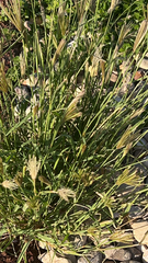 Chloris virgata