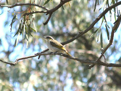 Gavicalis virescens