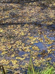 Salvinia molesta