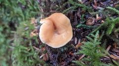 Hydnum umbilicatum