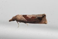 Pelochrista similiana