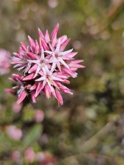 Sprengelia incarnata