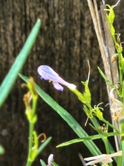 Carlowrightia linearifolia