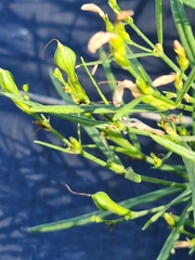 Carlowrightia linearifolia