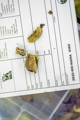 Skeletocutis lilacina