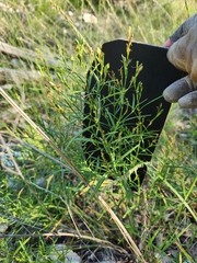 Carlowrightia linearifolia