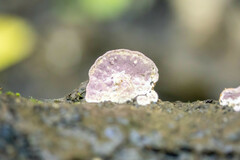 Skeletocutis lilacina