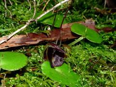 Corybas macranthus