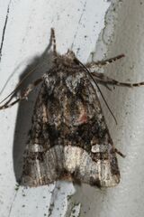 Lacinipolia olivacea