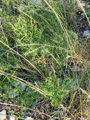 Carlowrightia linearifolia