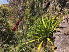 Doryanthes palmeri