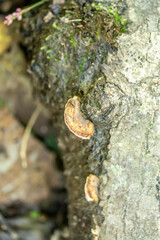 Skeletocutis lilacina