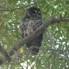 Strix occidentalis