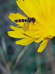Fazia micrura