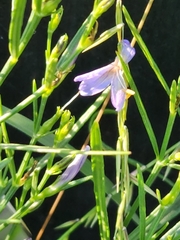 Carlowrightia linearifolia