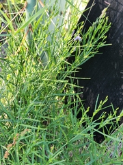 Carlowrightia linearifolia