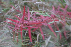 Ammannia coccinea