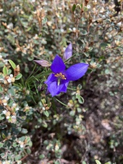 Cheiranthera alternifolia