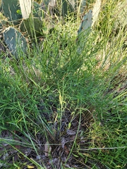 Carlowrightia linearifolia