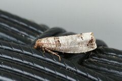 Notocelia rosaecolana