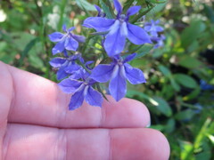 Lobelia amoena