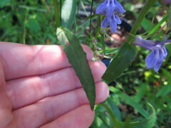 Lobelia amoena