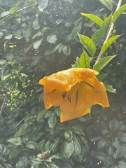 Solandra maxima