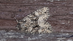 Platypolia mactata