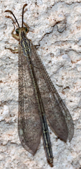Brachynemurini