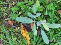 Stachys byzantina