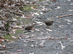 Pycnoptilus floccosus