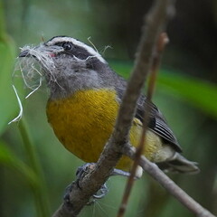 Coereba flaveola