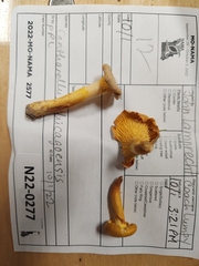 Cantharellus chicagoensis