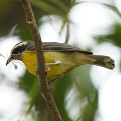 Coereba flaveola