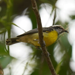 Coereba flaveola