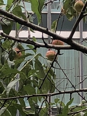 Prunus persica nucipersica