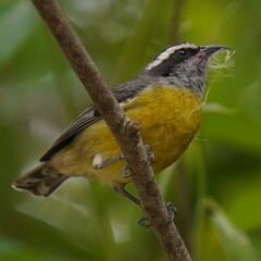 Coereba flaveola