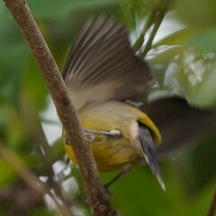 Coereba flaveola