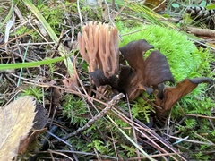 Clavulina cinerea