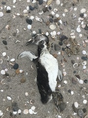 Spheniscus magellanicus