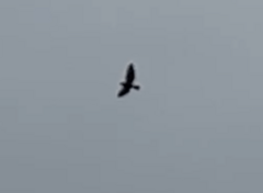 Buteo platypterus