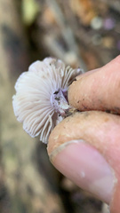 Inocybe lilacina