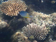 Amblyglyphidodon orbicularis