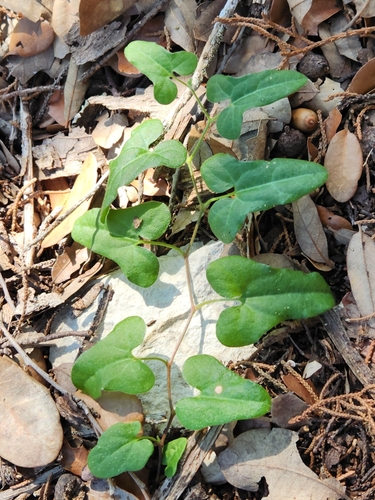 Aristolochia coryi, photograph 6